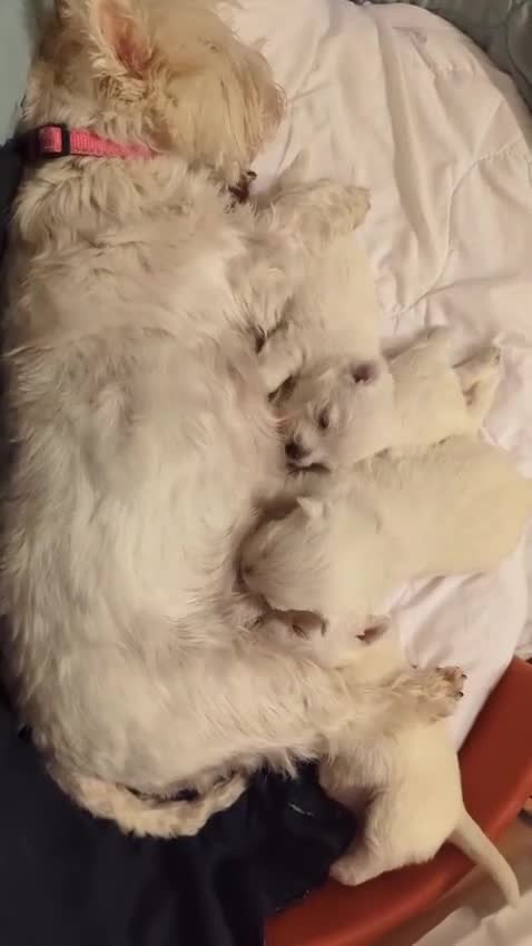 West Highland Terrier dogs for sale: Beautiful KC Registered White West HighlandTerrier in Liverpool - Video 2