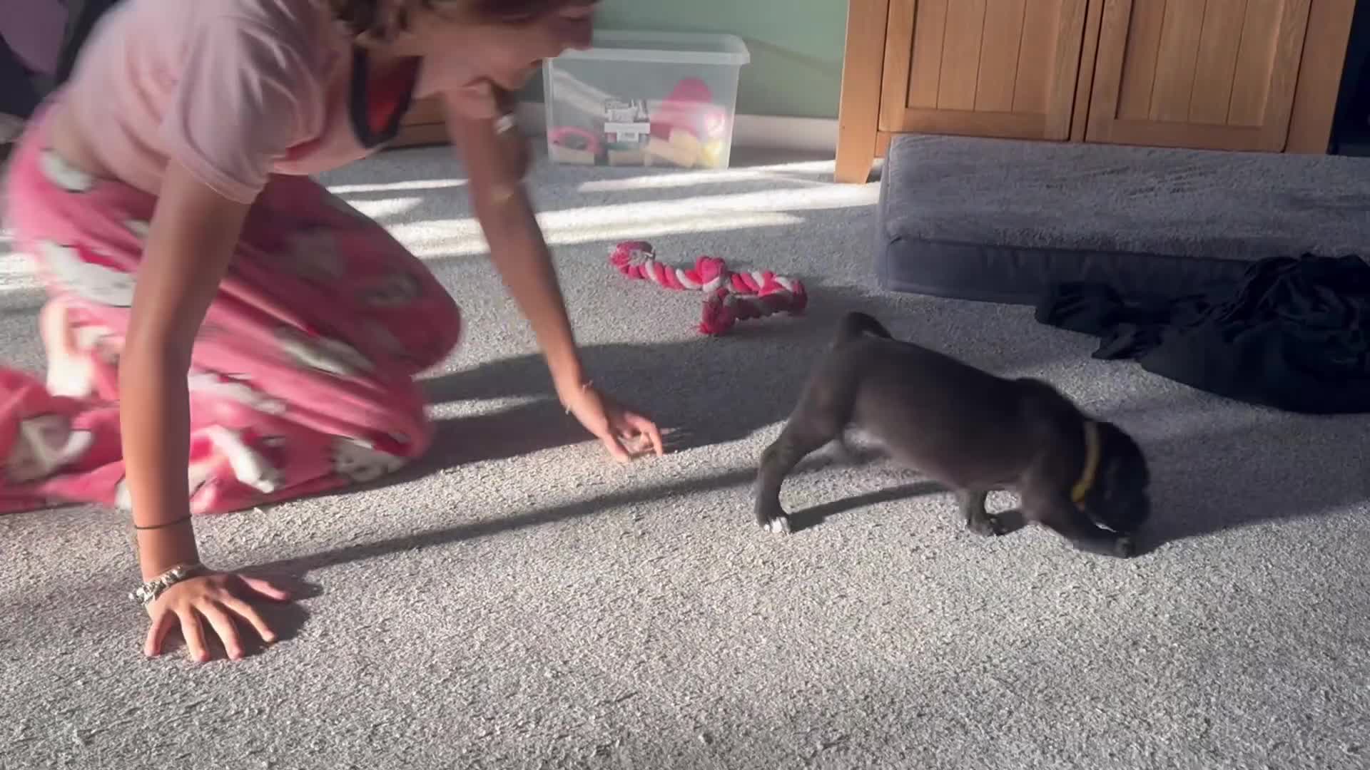 Mixed Breed dogs for sale: 11 Cane Corso cross mastiff chunky puppies in Axbridge - Video 2