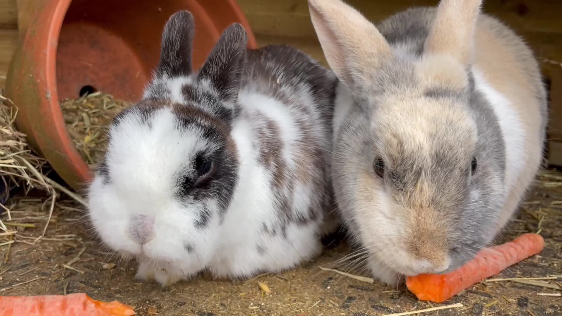Mixed Breed rabbits for sale: Bonded Mixed Bunnies  - Video 1