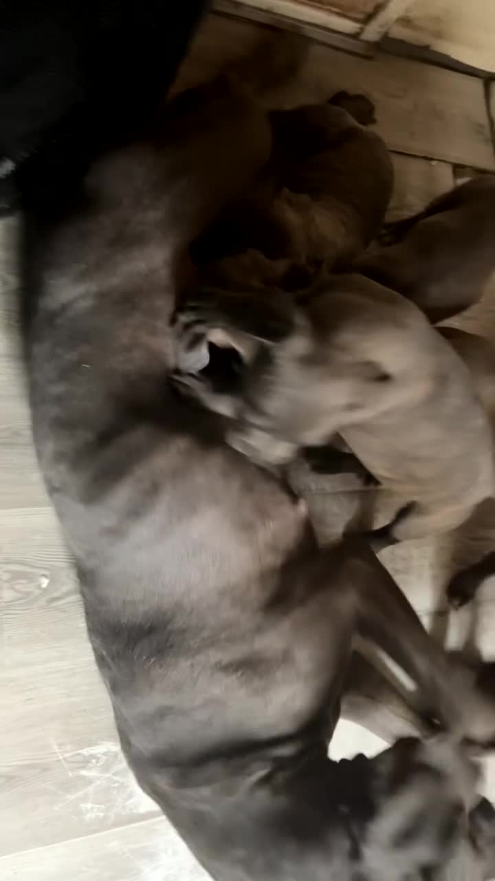 Cane Corso dogs for sale:  Cane Corso blue eyes, puppies  - Video 1