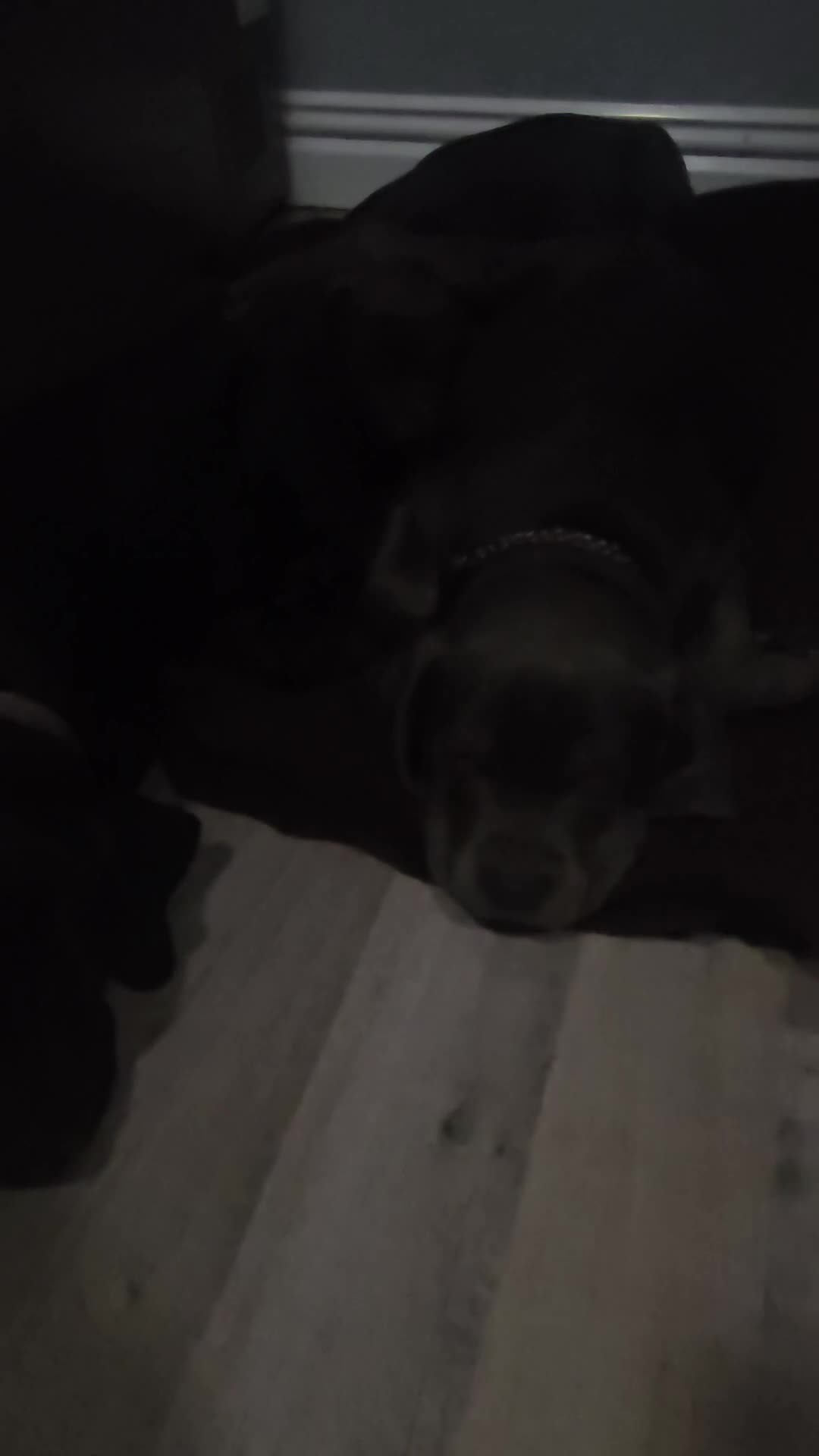 Mixed Breed dogs for sale: Prety puppy - Video 5