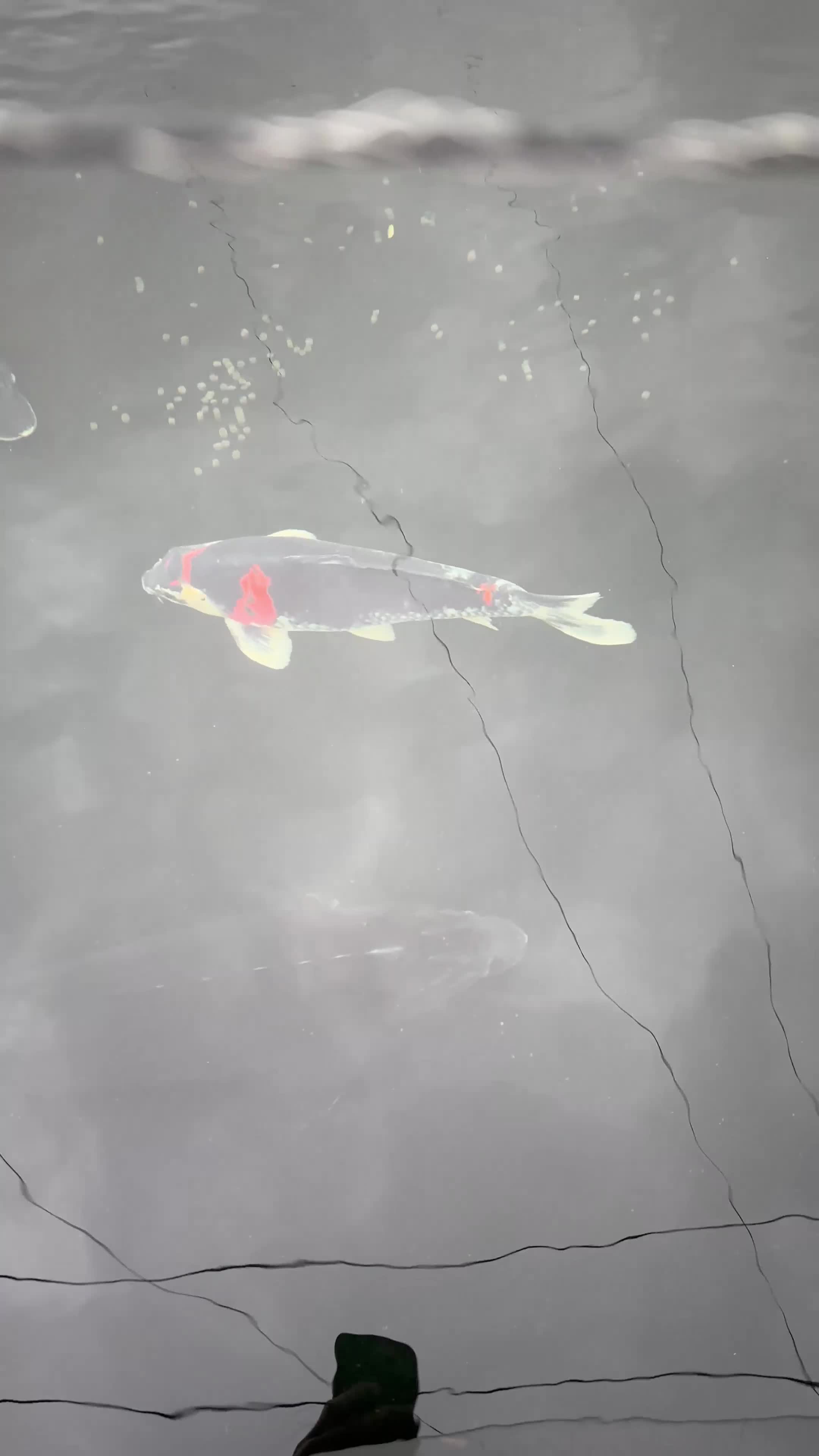 Pond Fish fish for sale: Koi Carp - Video 2