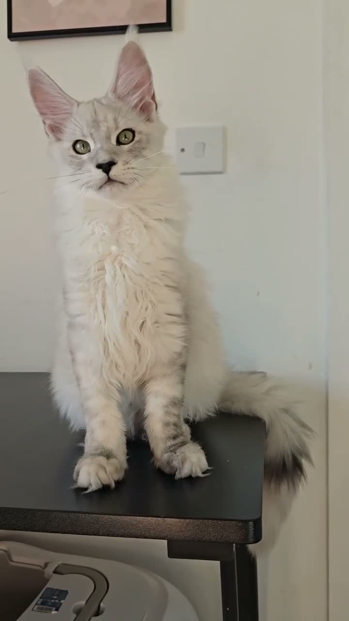Maine Coon cats for sale: Stunning Silver Shaded Maine Coon kittens - Video 2