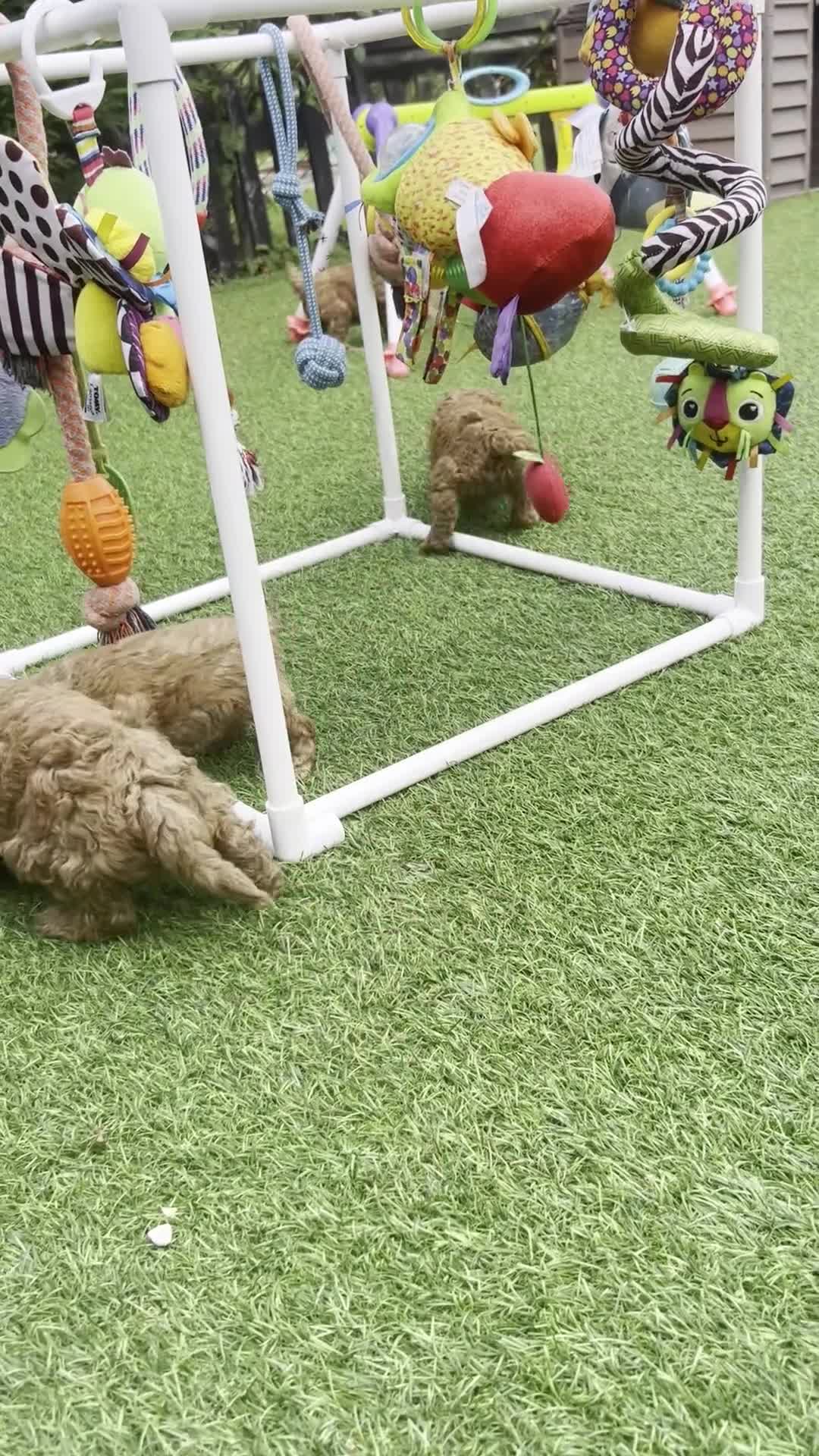 Miniature Poodle dogs for sale: DNA CLEAR MINIATURE POODLES READY NOW - Video 1