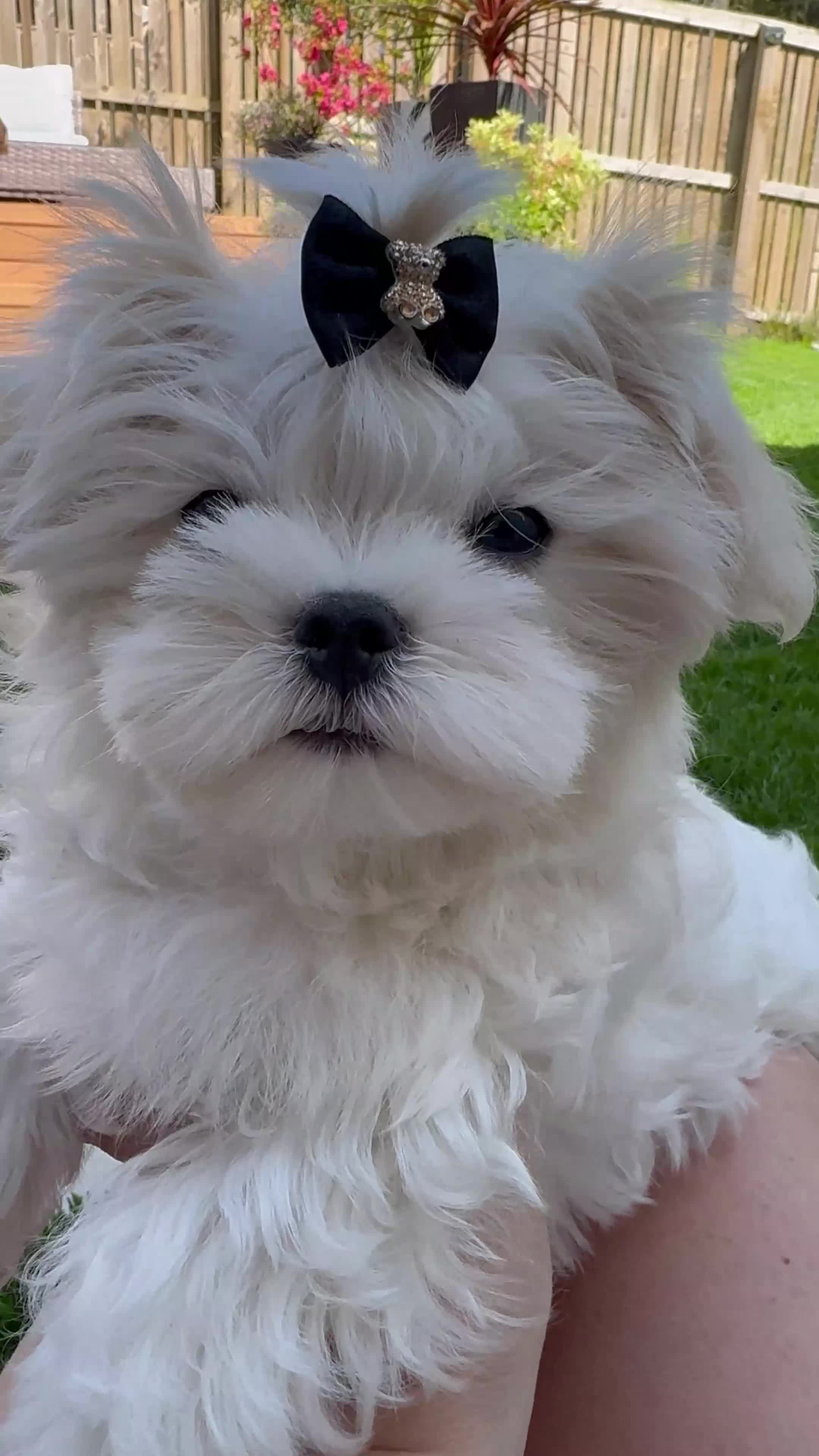 Maltese dogs for sale: 🏆KC🏆Ready Now 🧸Korean Maltese boy 💎 - Video 1