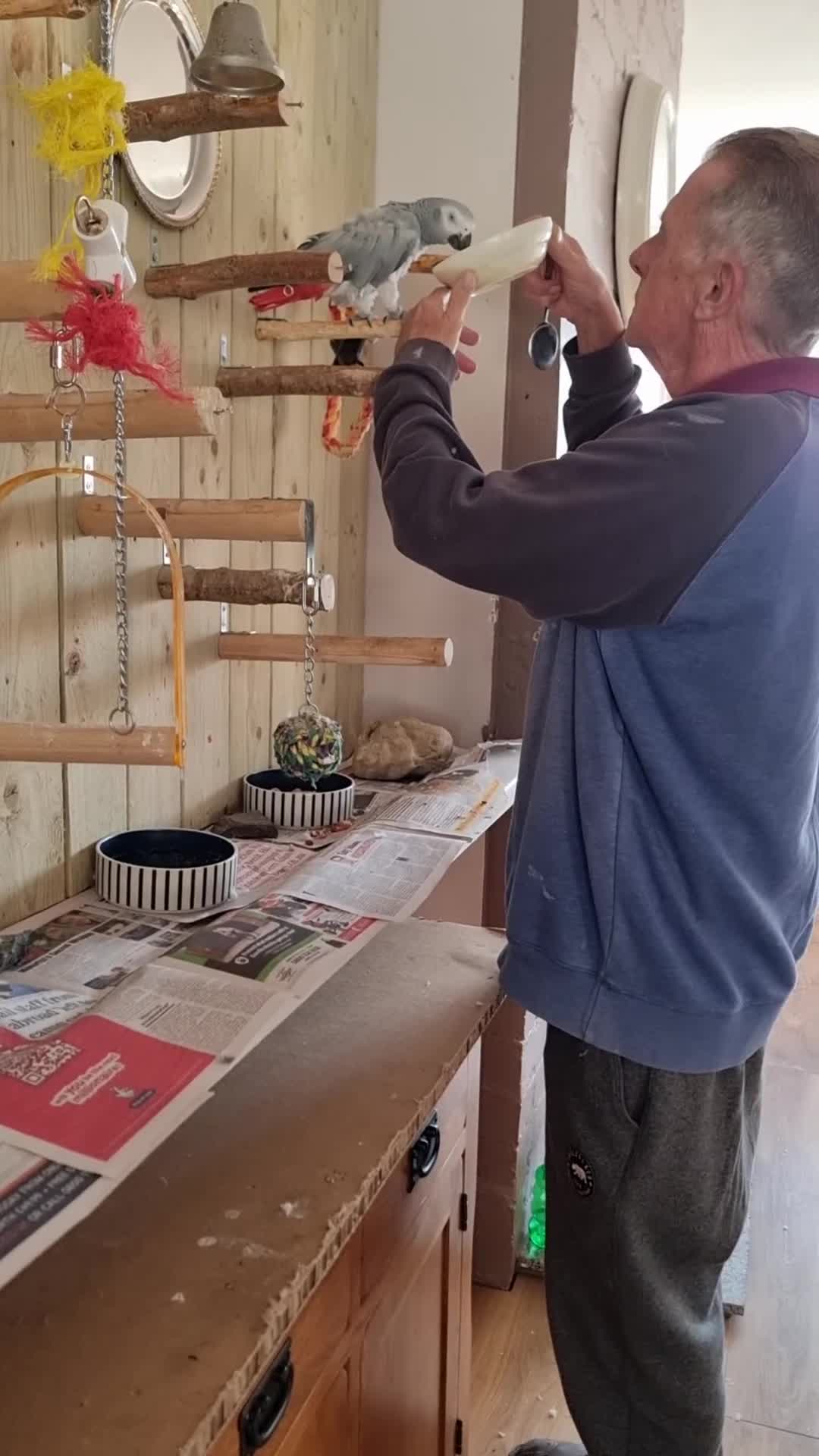 Parrots birds for sale: Reduced African grey parrot  - Video 3