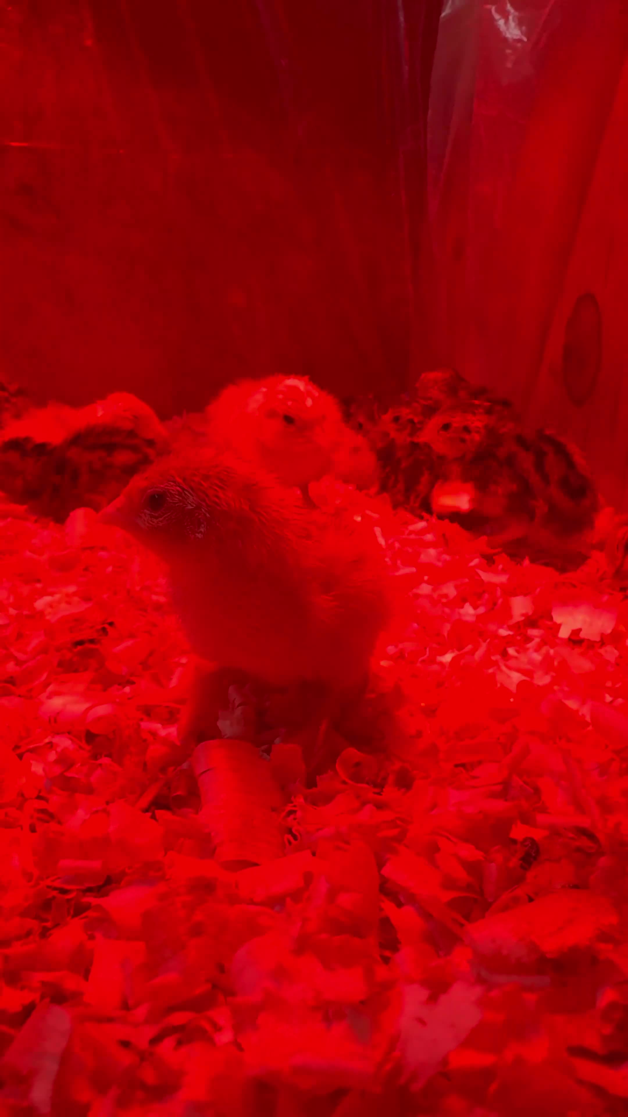 Mixed Breed birds for sale: Quail cotournix baby chicks - Video 1