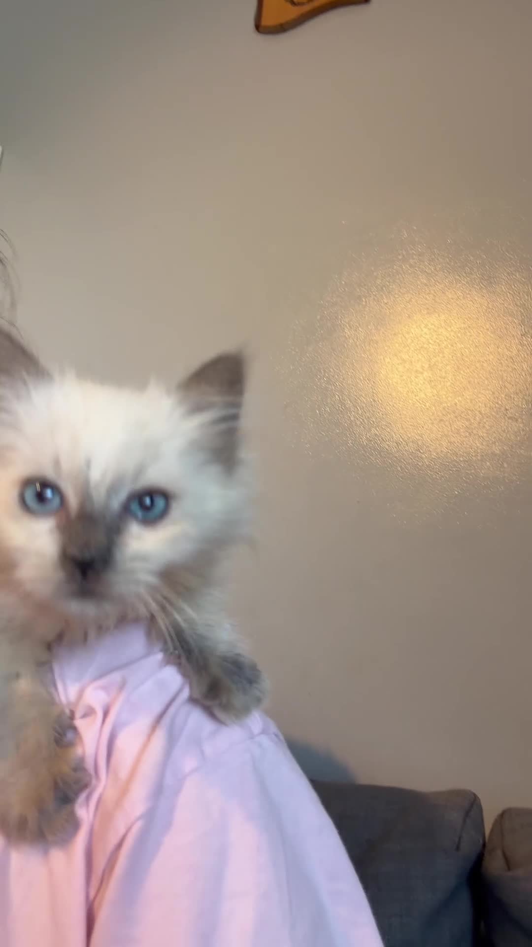 Birman cats for sale: Beautiful Female Birman Kitten – 9 Weeks  - Video 1