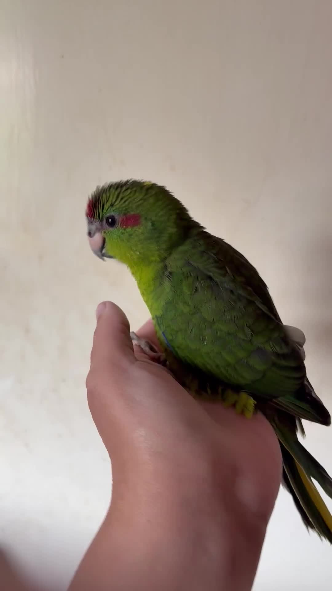 Parakeets birds for sale: Hand reared kakariki - Video 1