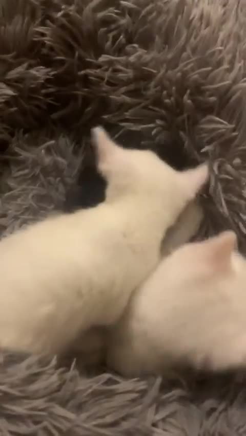 Ragdoll cats for sale: Two female Ragdoll kittens - Video 1