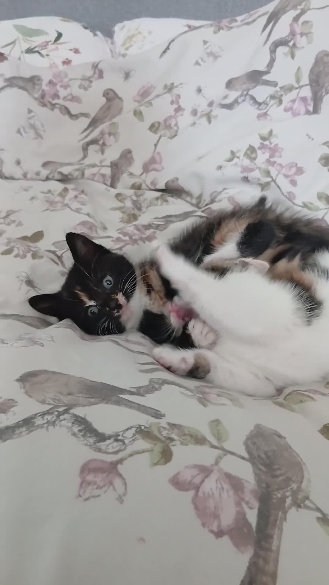 Mixed Breed cats for sale: 5 beautiful kittens for sale - Video 3