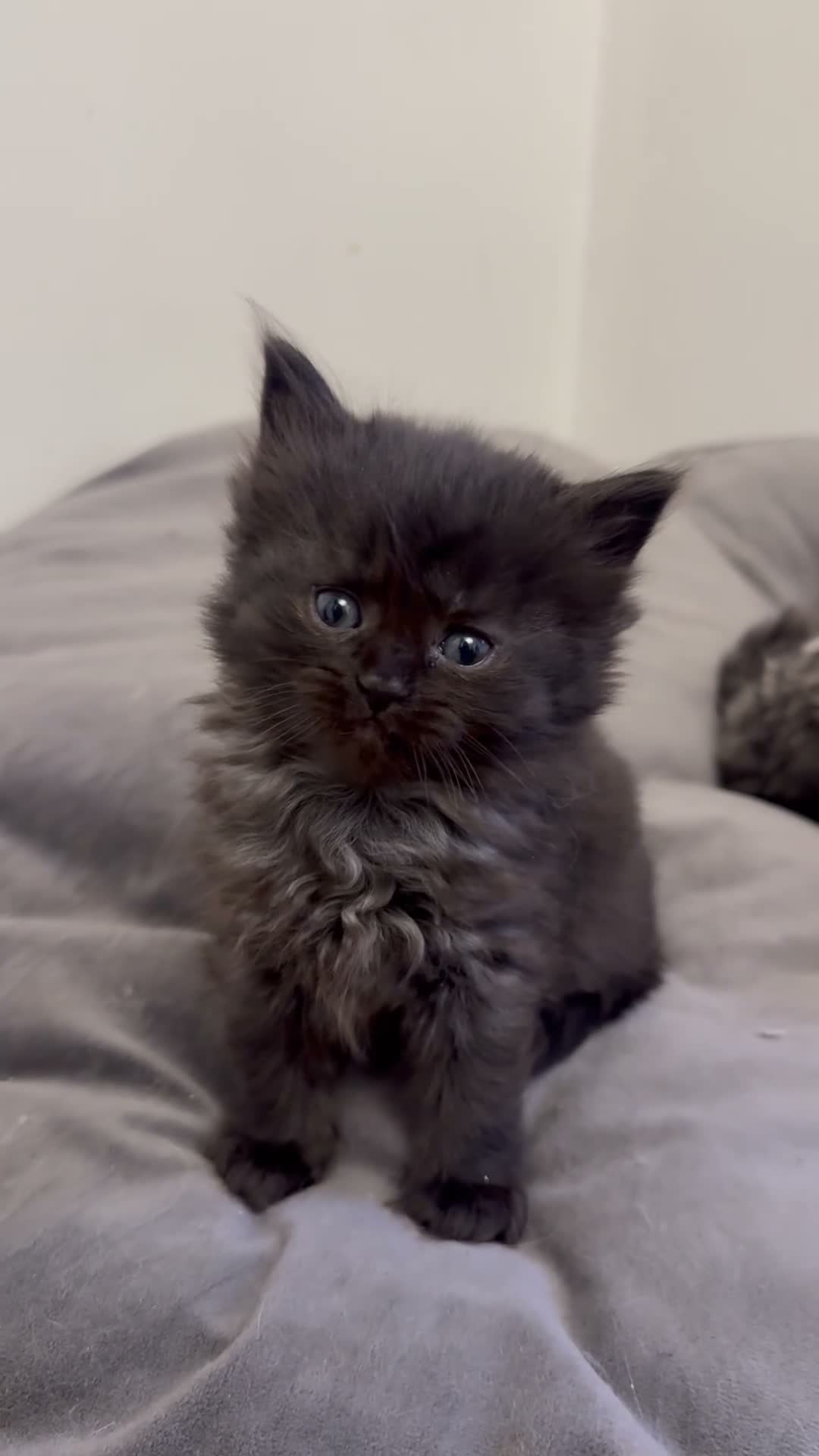 Ragcoon cats for sale: 8 RAGDOL X MAINCOON KITTENS🐱 - Video 2