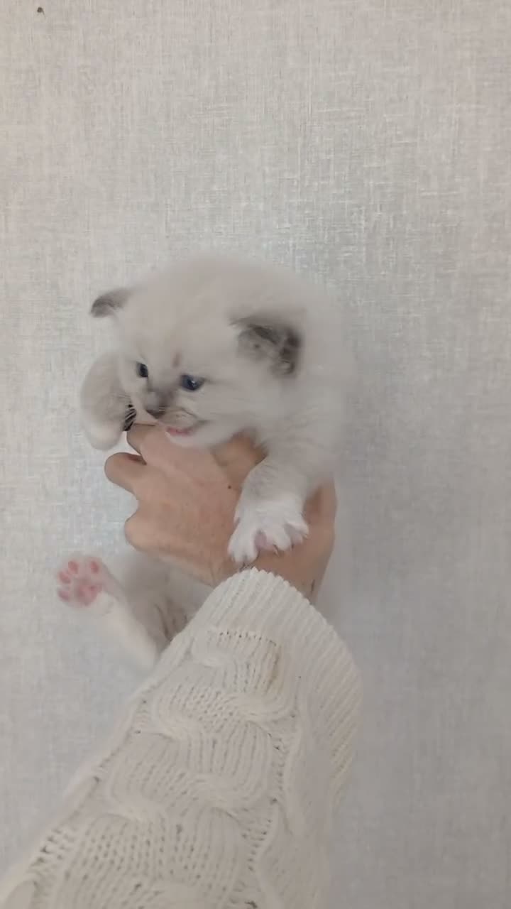 Ragdoll cats for sale: 4 stunning boy ragdolls - Video 1