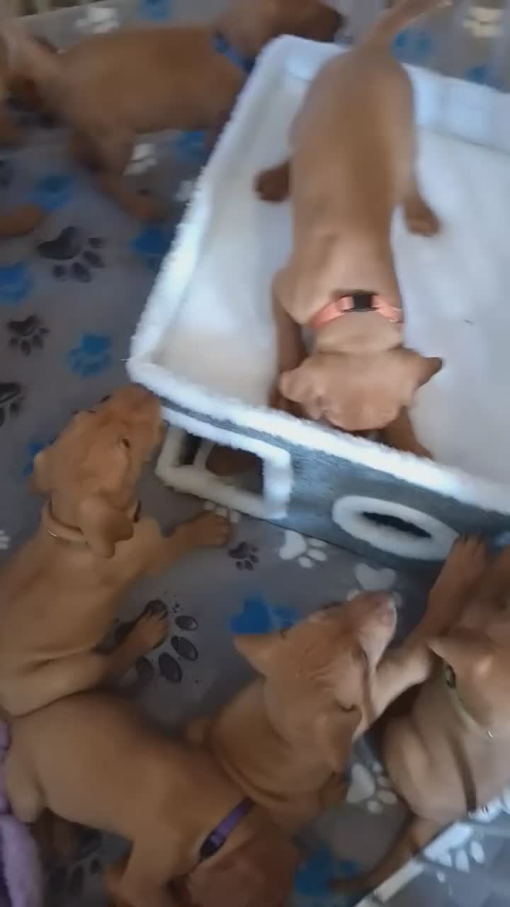 Hungarian Vizsla dogs for sale: KC registered, home-raised litter of vizsla pups in Ellon - Video 2