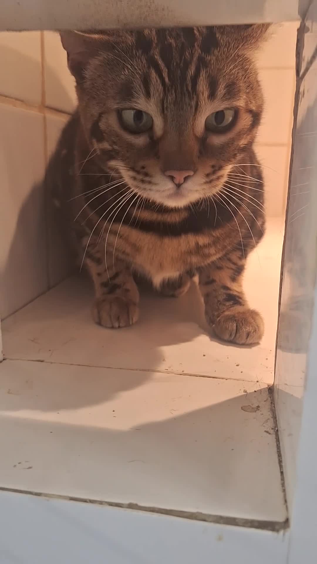 Bengal cats for sale: SBT Tica Bengal April retired April Choc Marble - Video 1