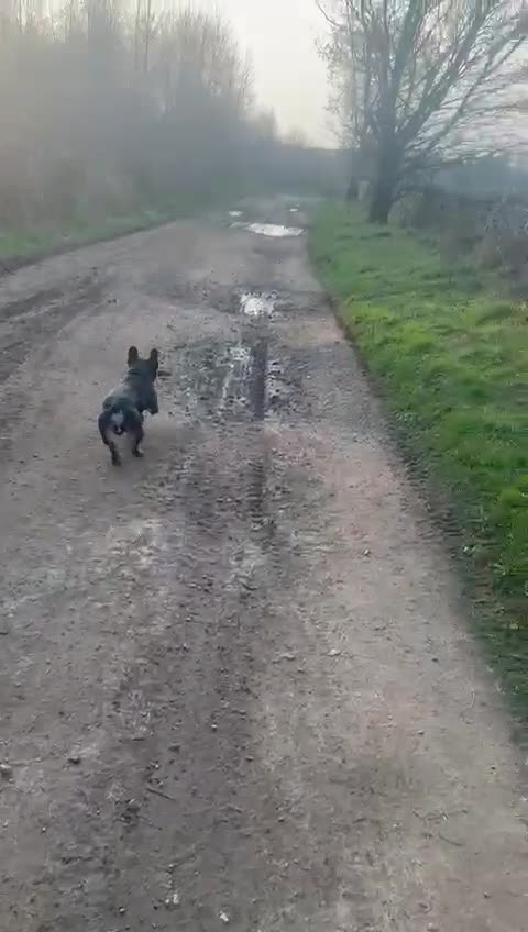 French Bulldog dogs for sale: French Bulldog in Chesterfield - Video 1