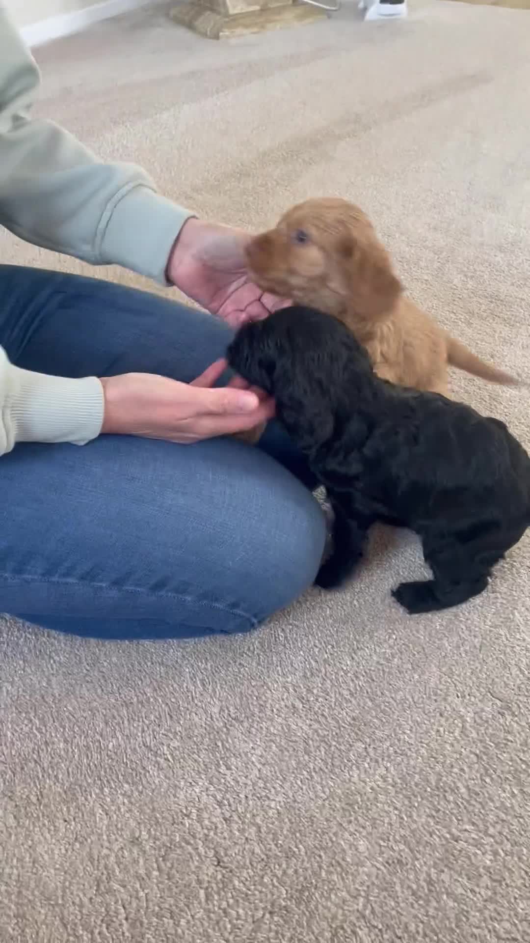Cockapoo dogs for sale: F1 cockapoo puppies - Video 1