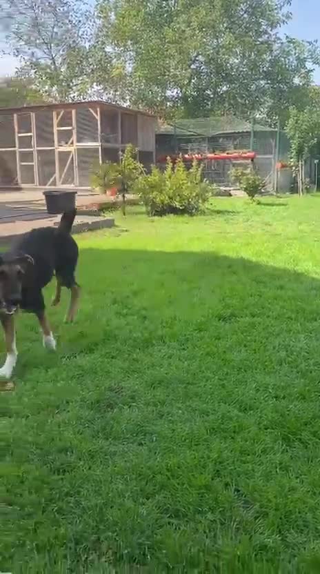 Mixed Breed dogs for adoption: 💙🐶 BRUNO -The Big, Loving Pup: FOSTER or ADOPT - Video 3