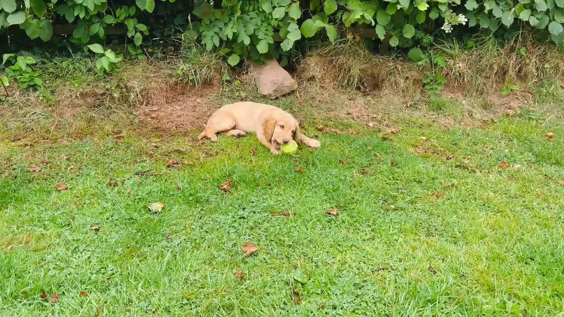 Cockapoo dogs for sale: 6 beautiful champagne and gold 🐶  - Video 5
