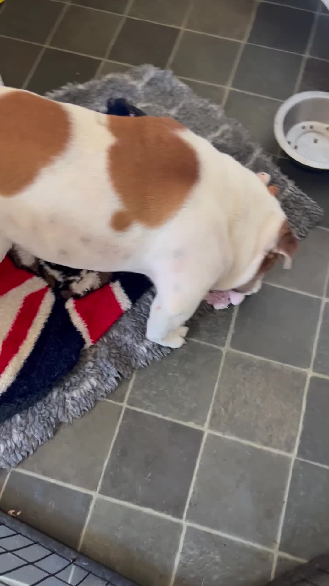 English Bulldog dogs for sale: Rehoming a stunning healthy Myeisha bulldog - Video 1