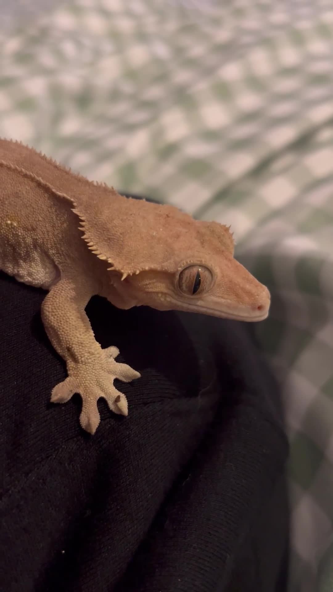 Gecko reptiles for sale: Female Crested Gecko and set up - Video 1
