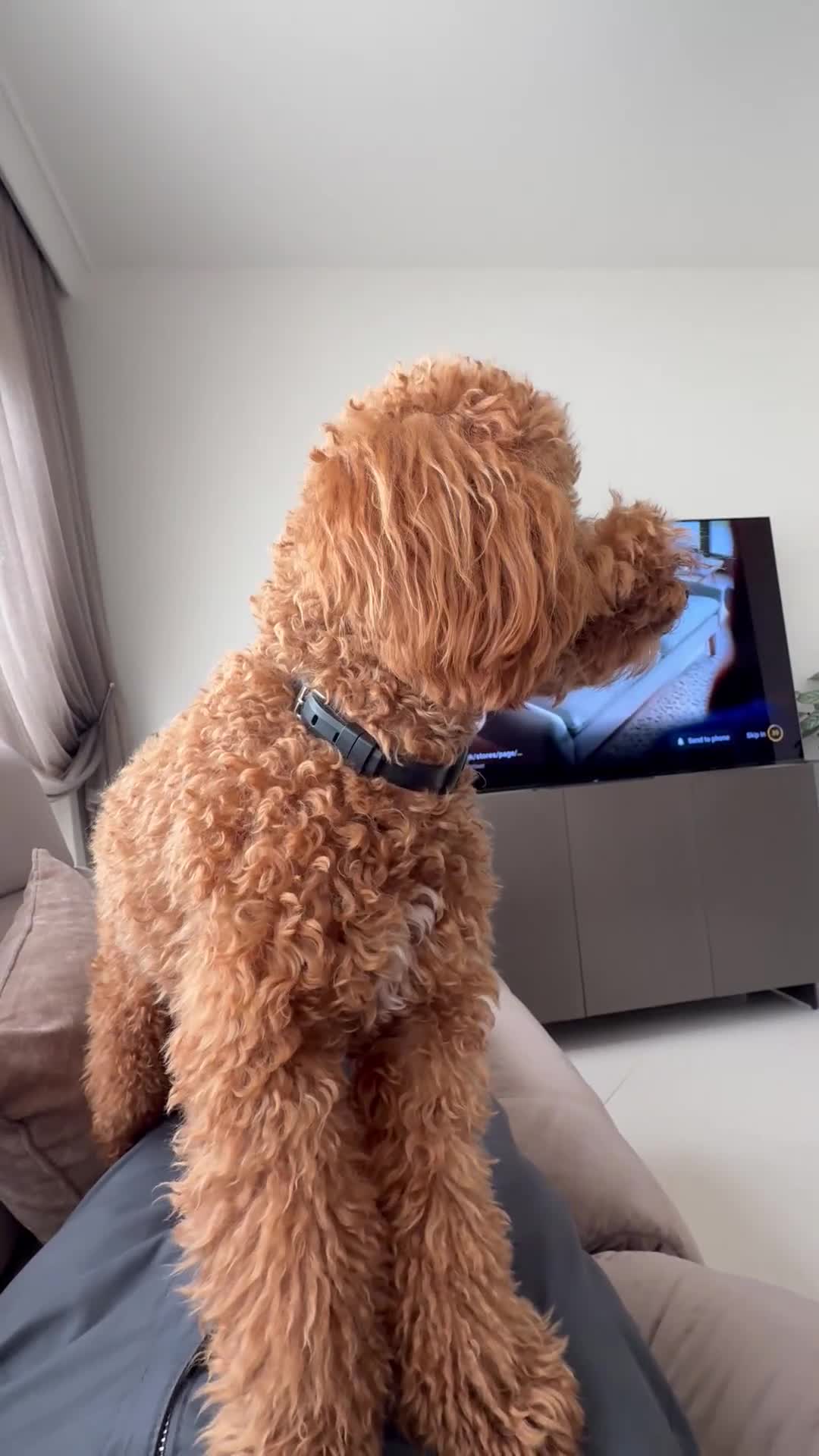 Toy Poodle dogs for stud: Stunning red toy poodle Stud - Video 1