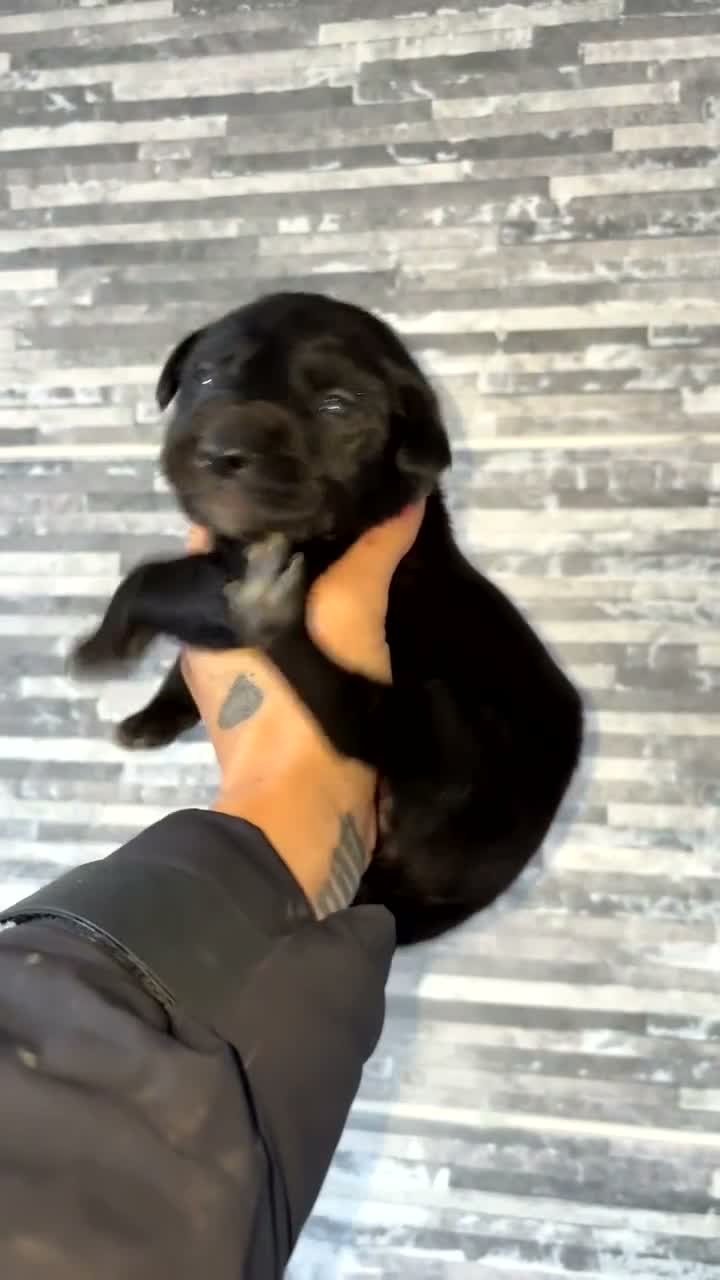 Mixed Breed dogs for sale: Weimaraner x Border collie - Video 1