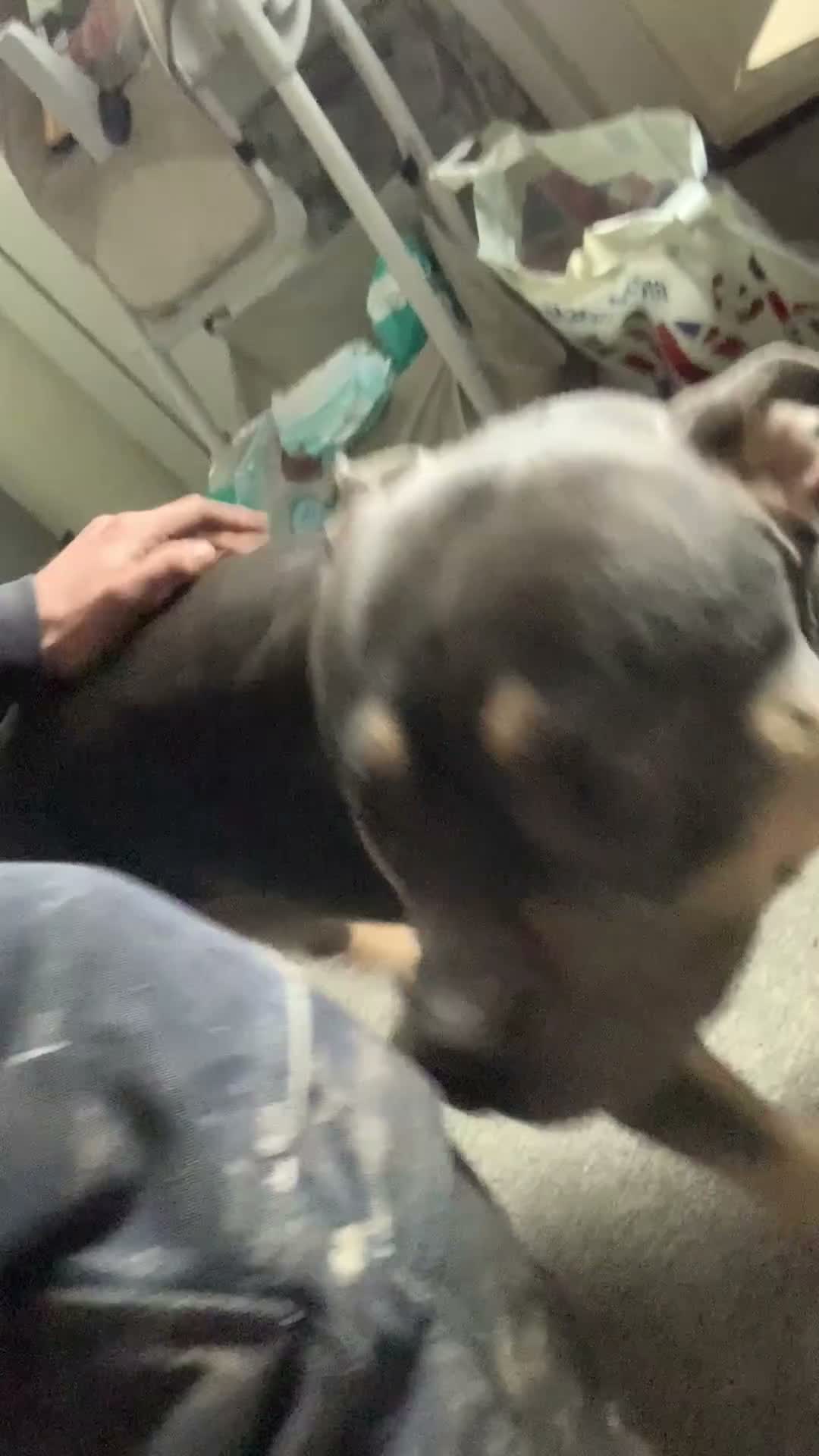American Bully dogs for sale: Chance - Video 1