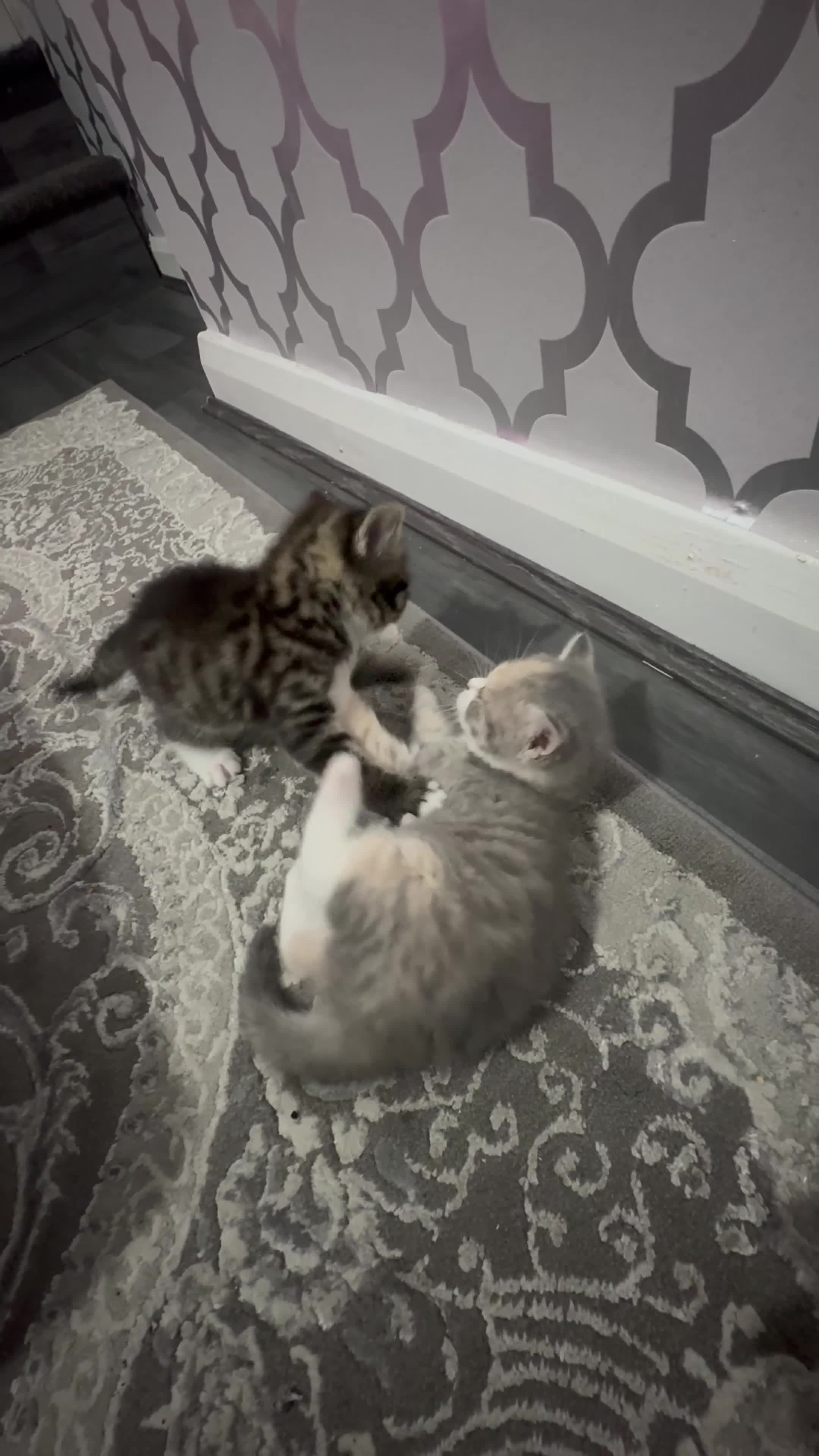 British Shorthair cats for sale: 10 week old kittens available free to a good home - Video 3