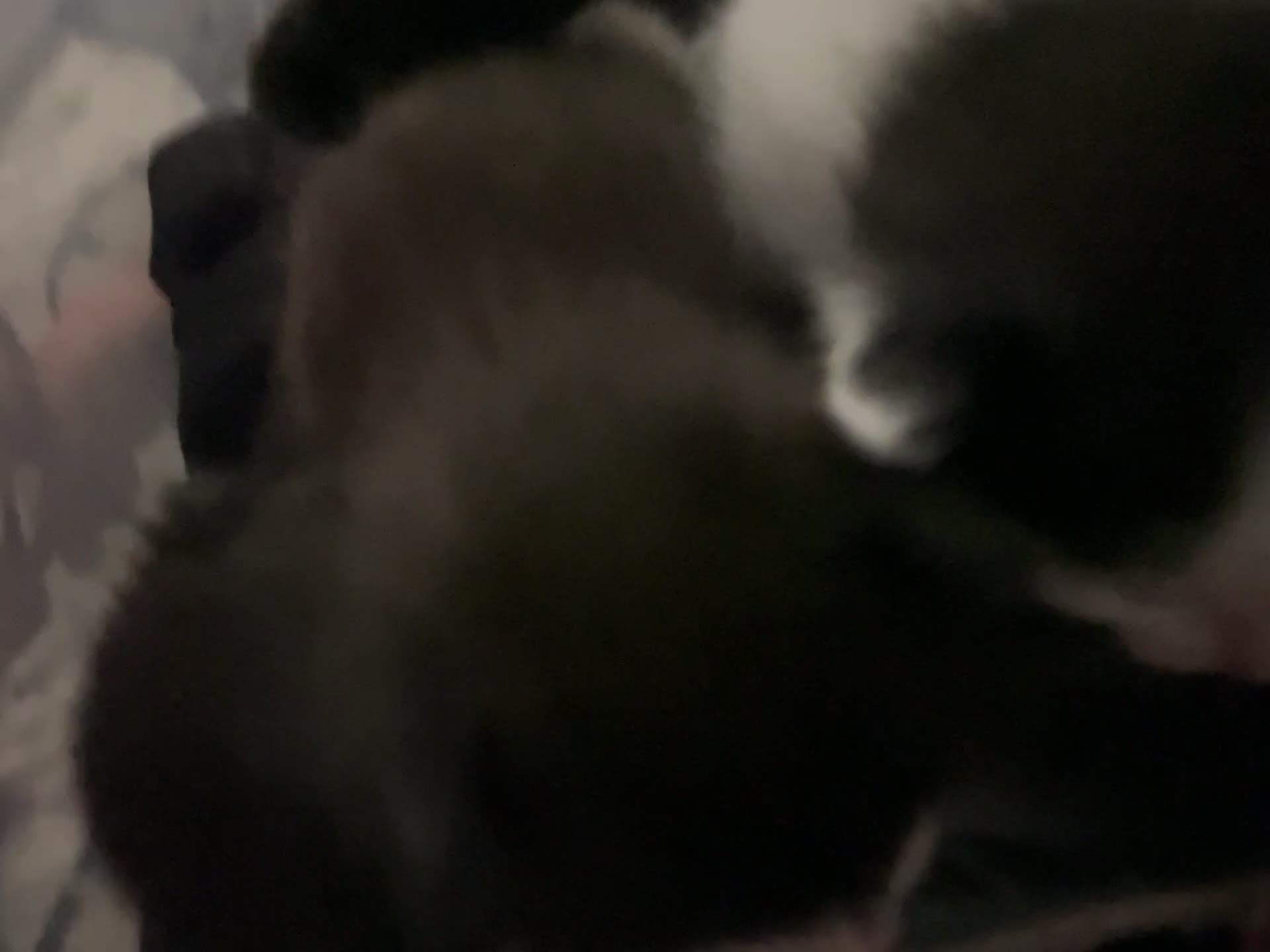 Mixed Breed cats for sale: My babies need forever homes  in Nottingham - Video 1