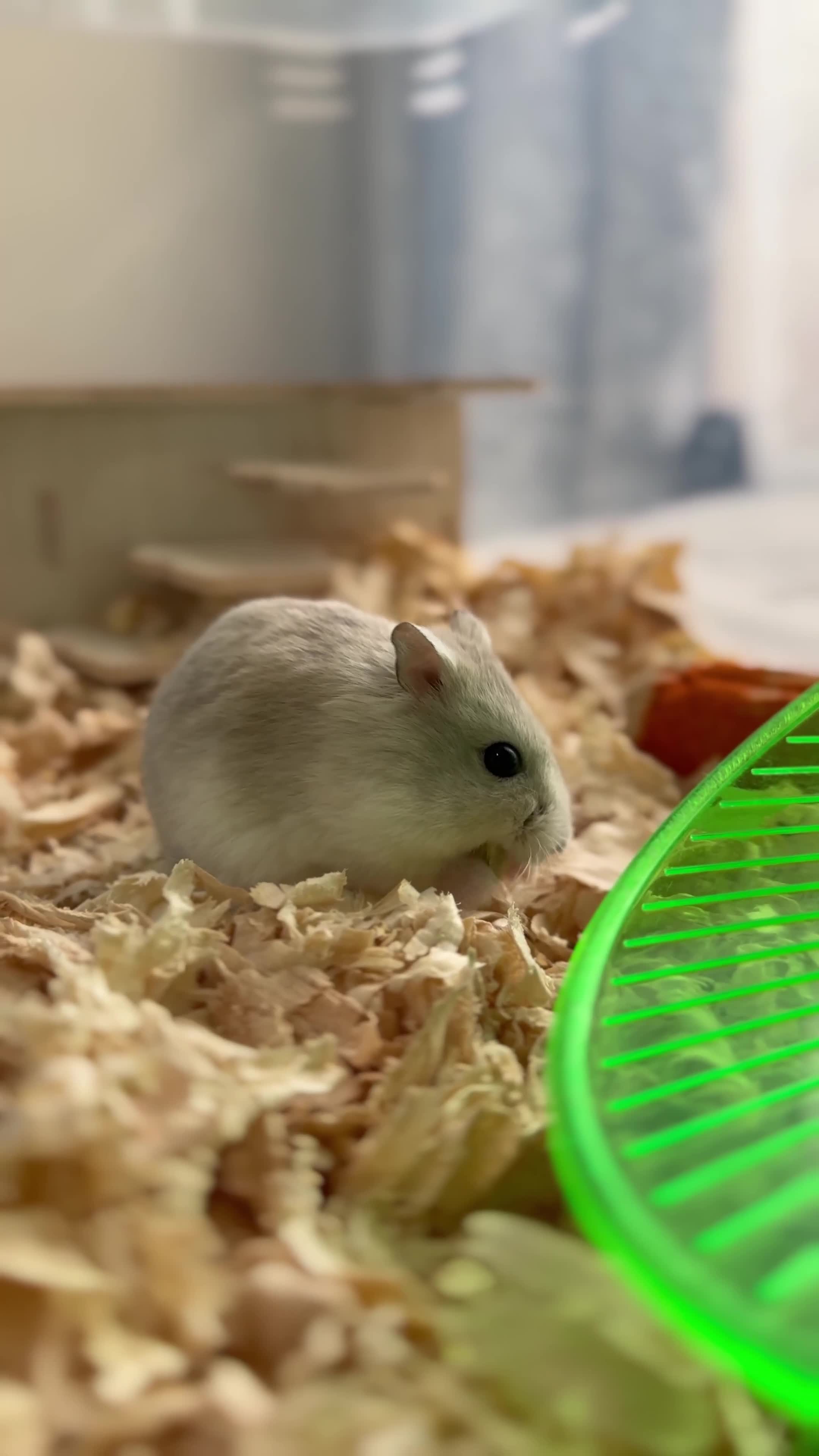 Hamster rodents for sale: Male dwarf hamster  - Video 2