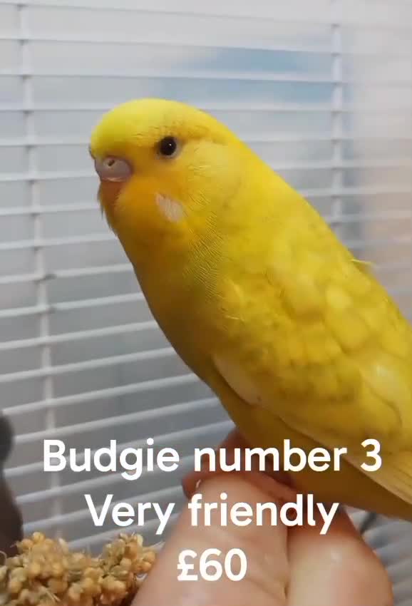 Budgerigars birds for sale: Superb home bred beautifully coloured baby budgies - Video 1
