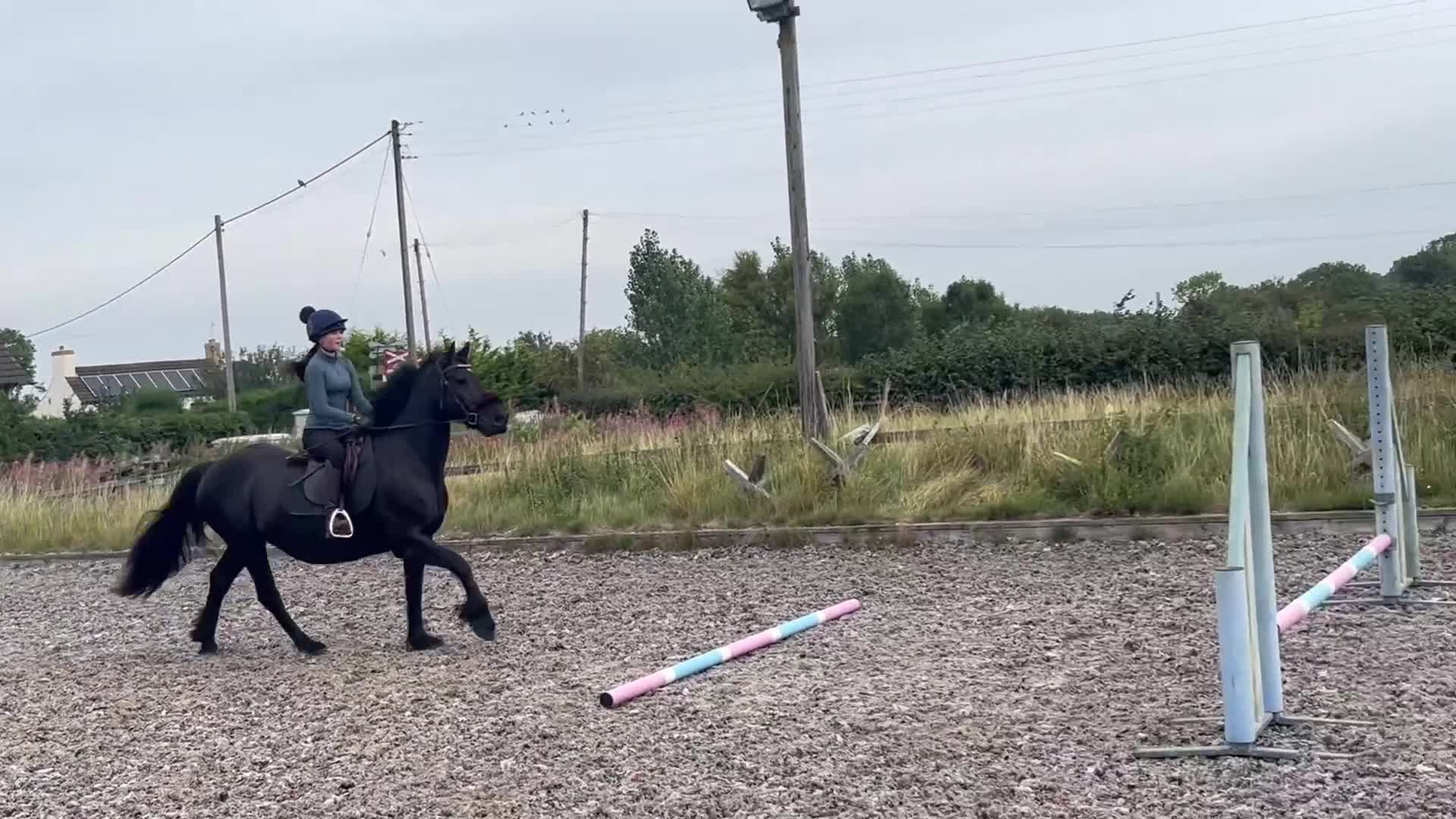 Irish Cob horses for sale: Penny, your very own black beauty  - Video 2