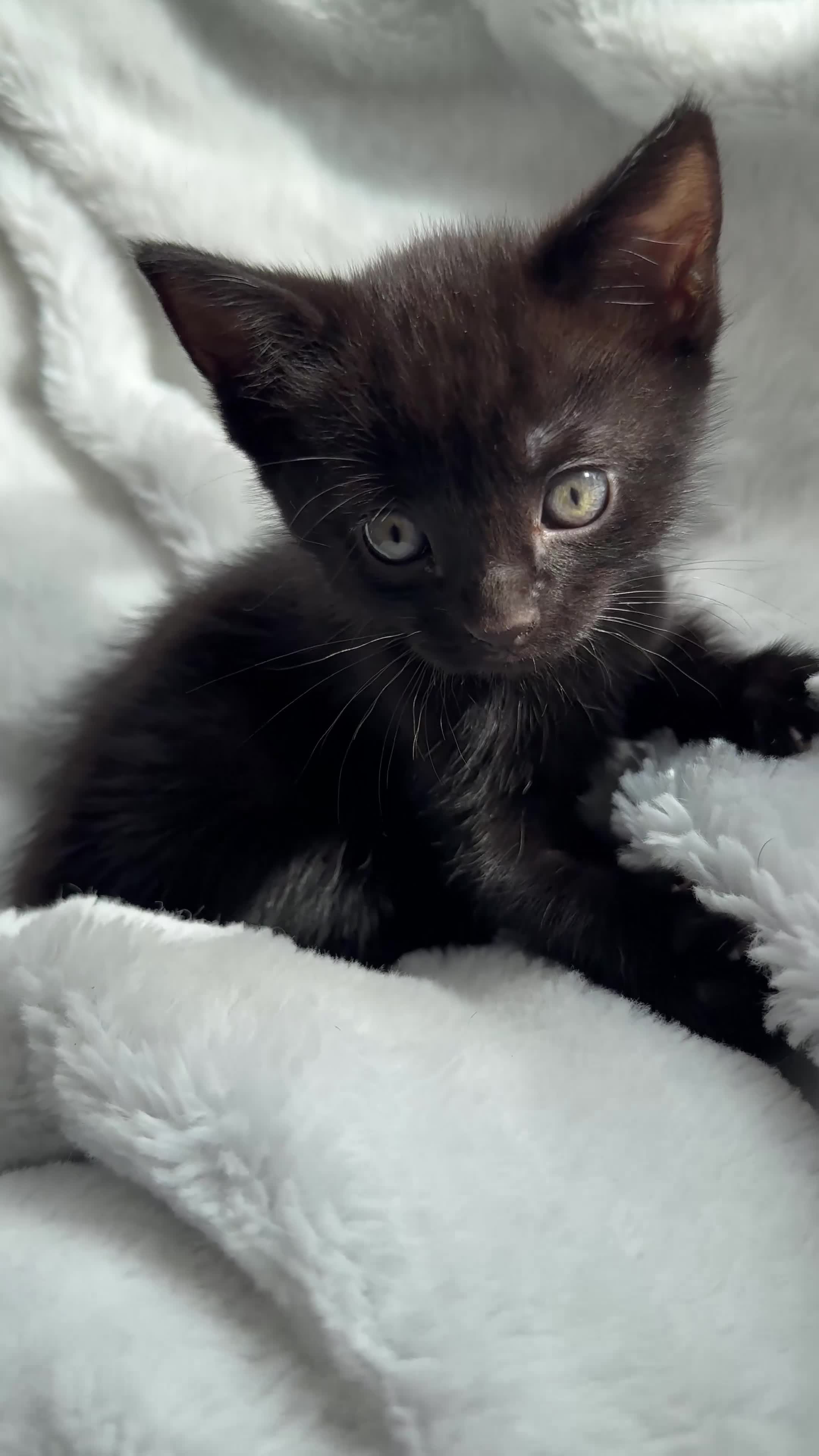 Domestic Shorthair cats for sale: Cute playful kittens ready for loving homes in London - Video 4