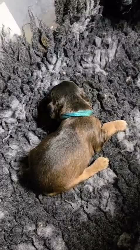 Cockapoo dogs for sale: Stunning Cockapoo Pups- Last Girl and 2 Boys - Video 4
