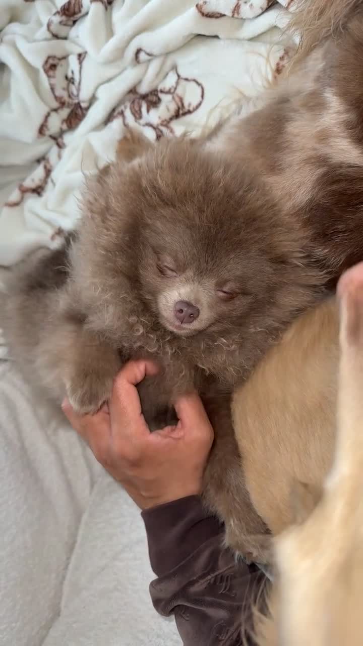 Pomeranian dogs for sale: Lilac Kc reg Pomeranian  - Video 1