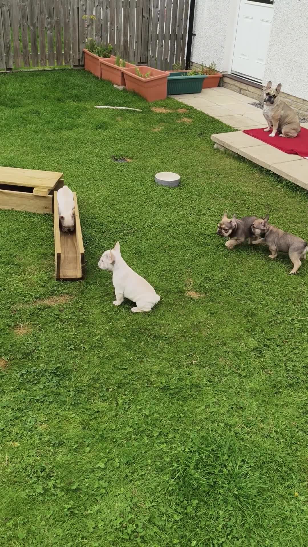 French Bulldog dogs for sale: French bulldogs puppies for sale,KC registered  - Video 1