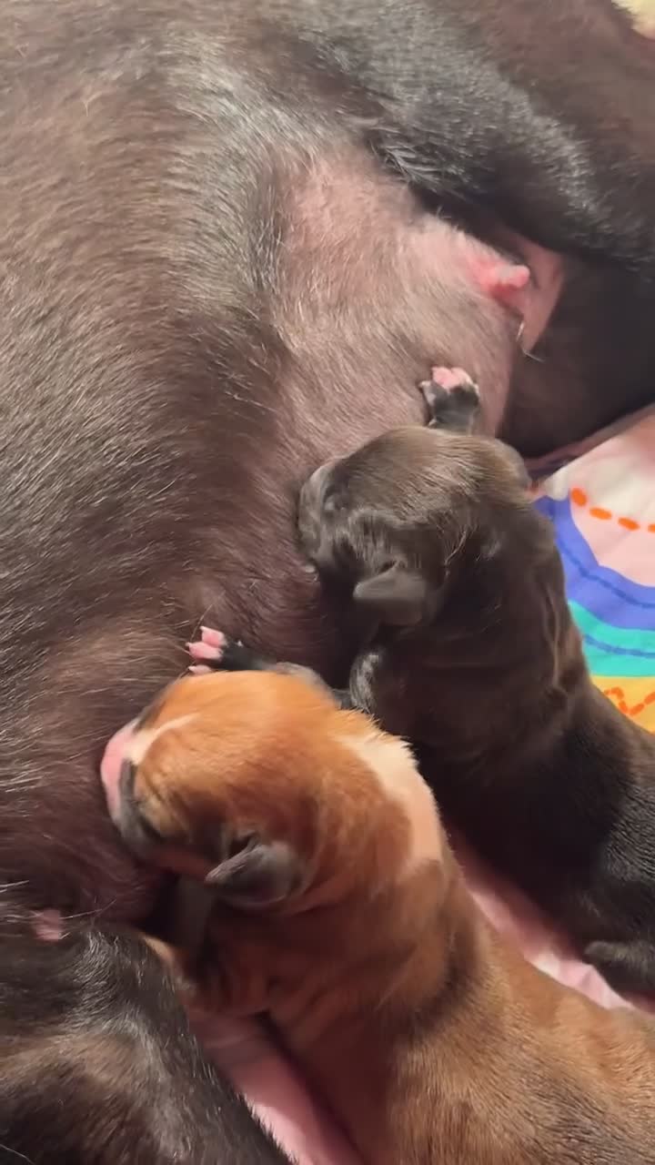 Mixed Breed dogs for sale: Sprocker x lurcher puppies  - Video 1
