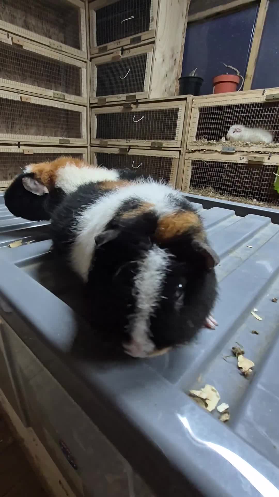 Guinea Pig rodents for sale: Teddy boys  - Video 4