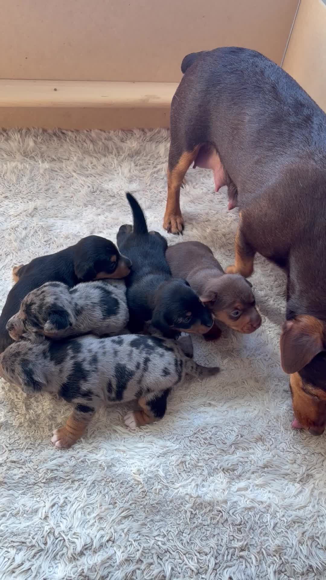 Jack Russell dogs for sale: Miniature Jack Russell puppies  - Video 2