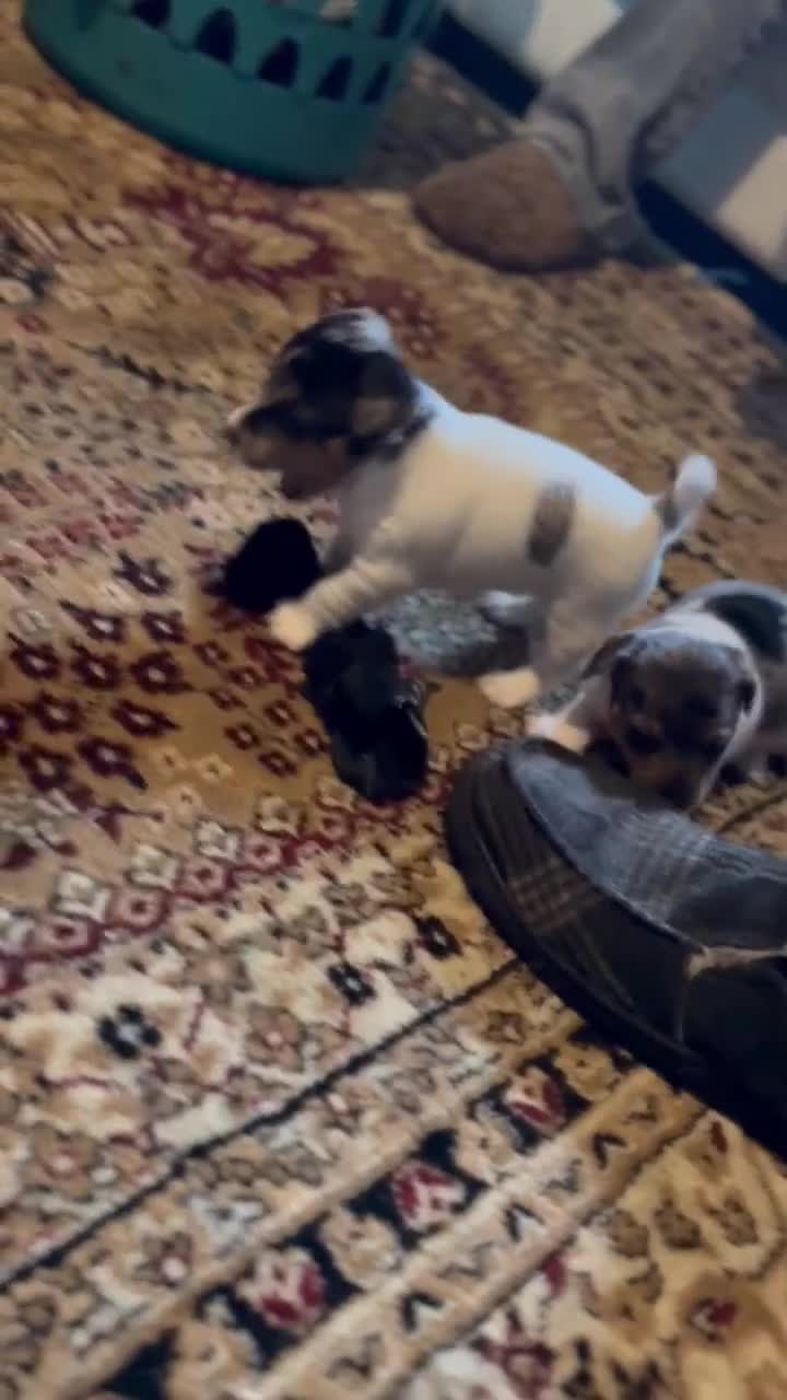 Jack Russell dogs for sale: Jack Russel Puppies - Video 1