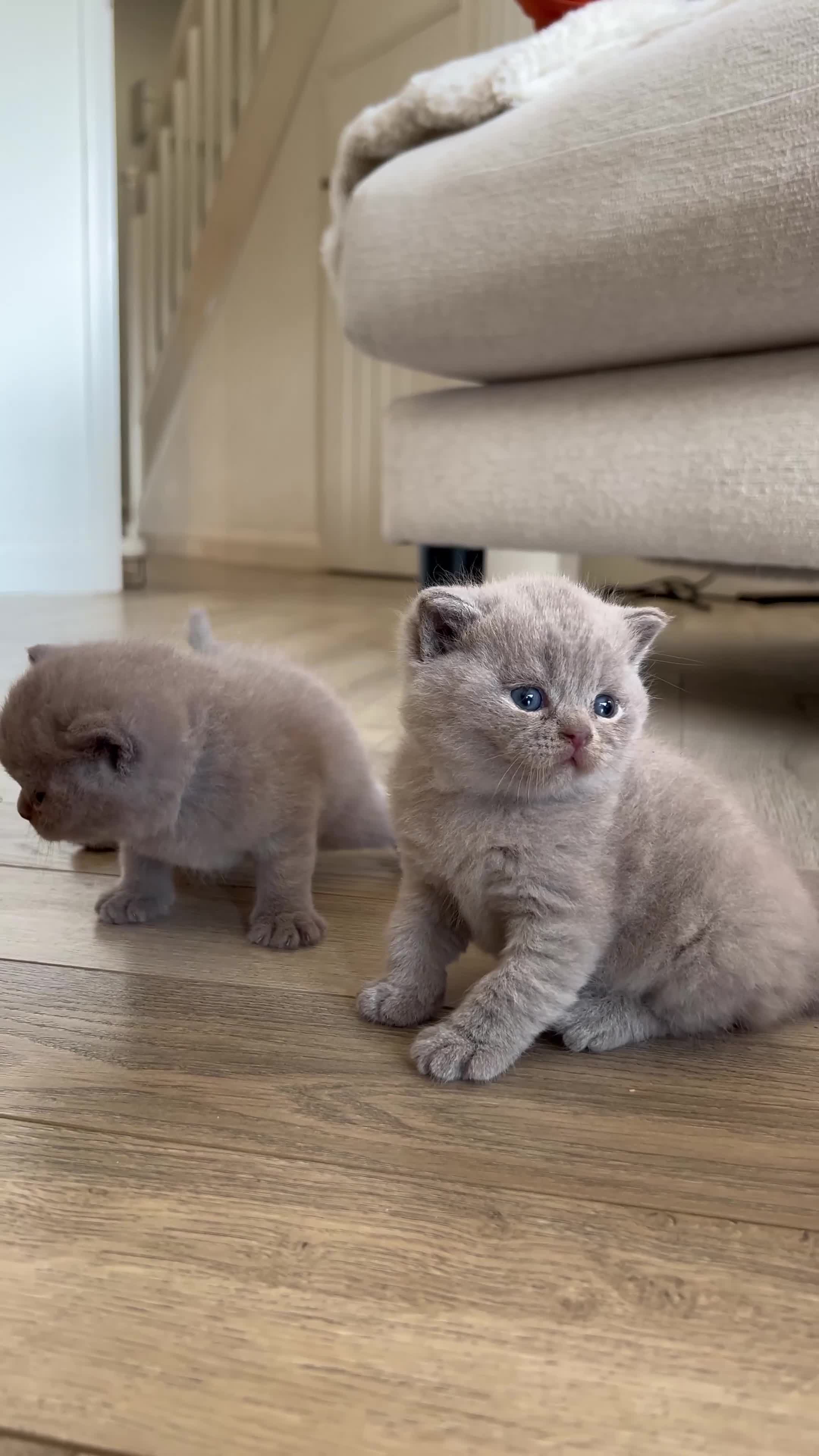 British Shorthair cats for sale: British Shorthair Lilac Boy for Sale ✨ - Video 1