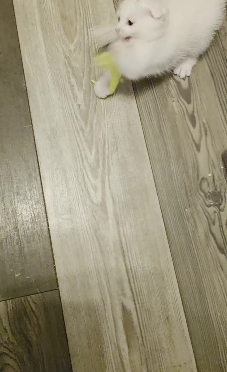 Mixed Breed cats for sale: Scottish fold x maine coon - Video 1