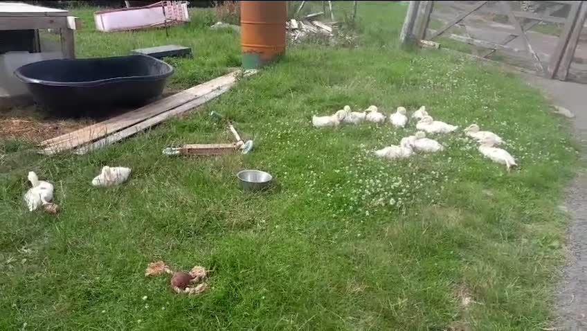 Ducks poultry for sale: Aylesbury ducks  - Video 1