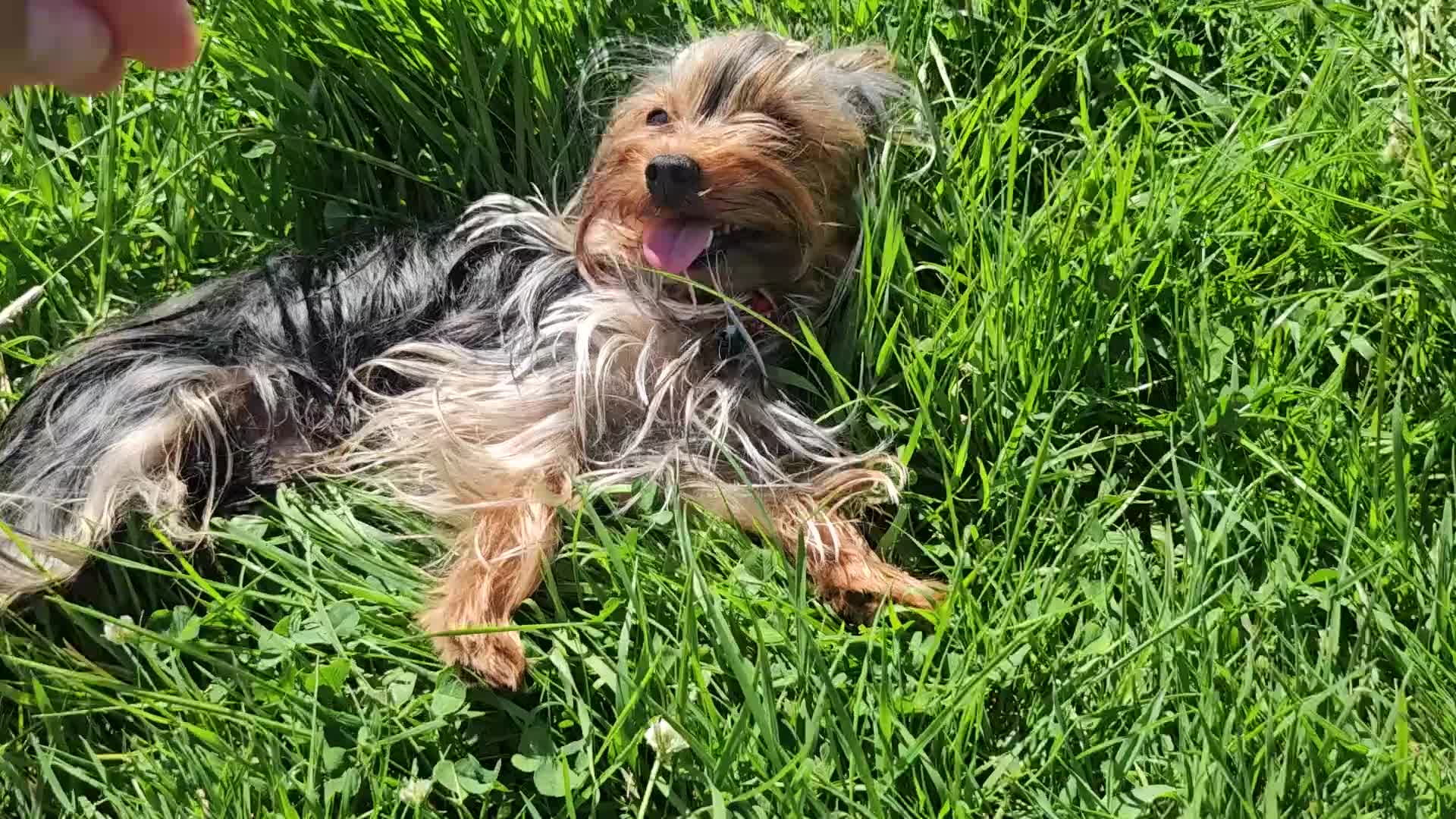 Yorkshire Terrier dogs for stud: Tiny Miniature Experienced Yorkshire Terrier Stud  - Video 5