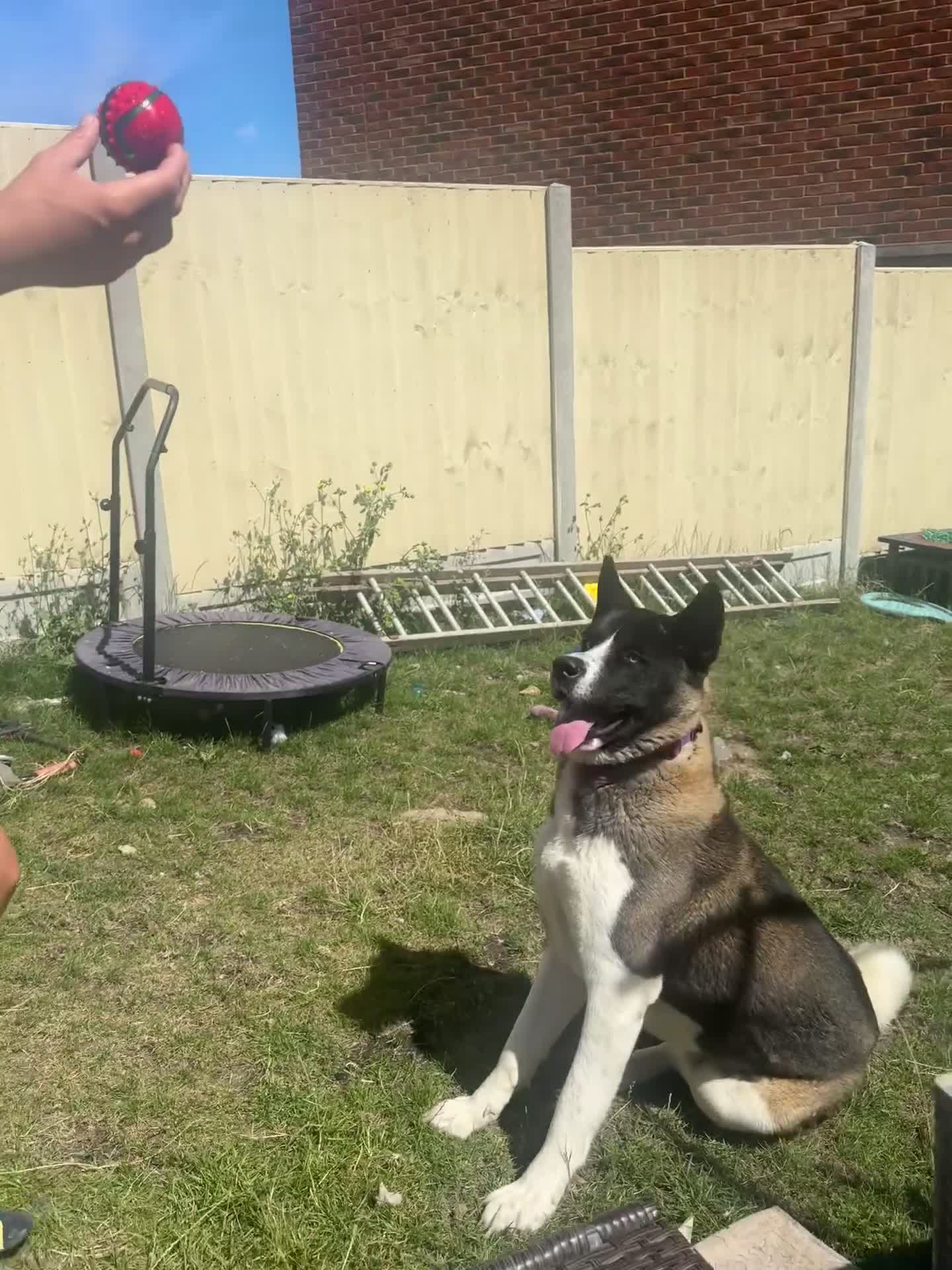 Akita dogs for sale: American Akita  in Whitstable - Video 1
