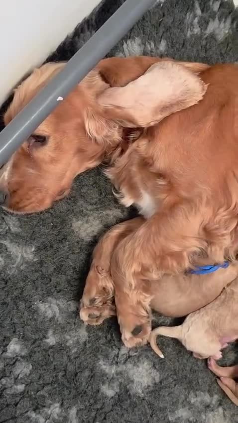Cockapoo dogs for sale: Gorgeous cockapoo pups - Video 1
