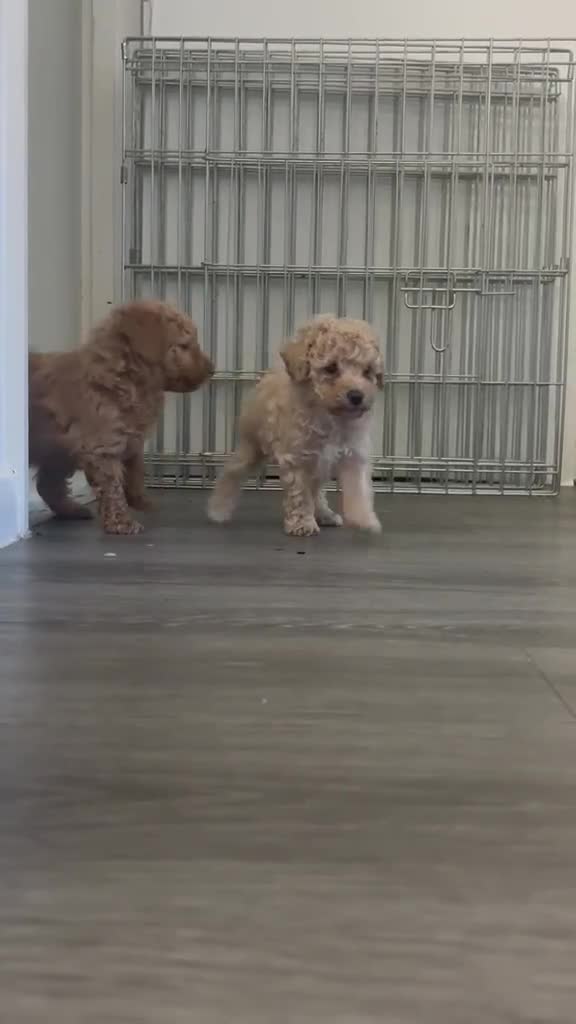 Toy Poodle dogs for sale: Toy poodle  - Video 1