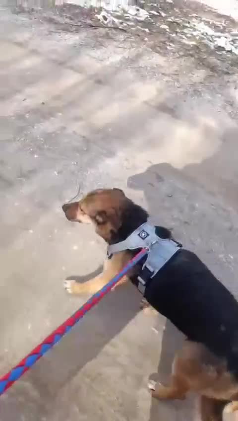 Mixed Breed dogs for adoption: BRUTUS - Video 1