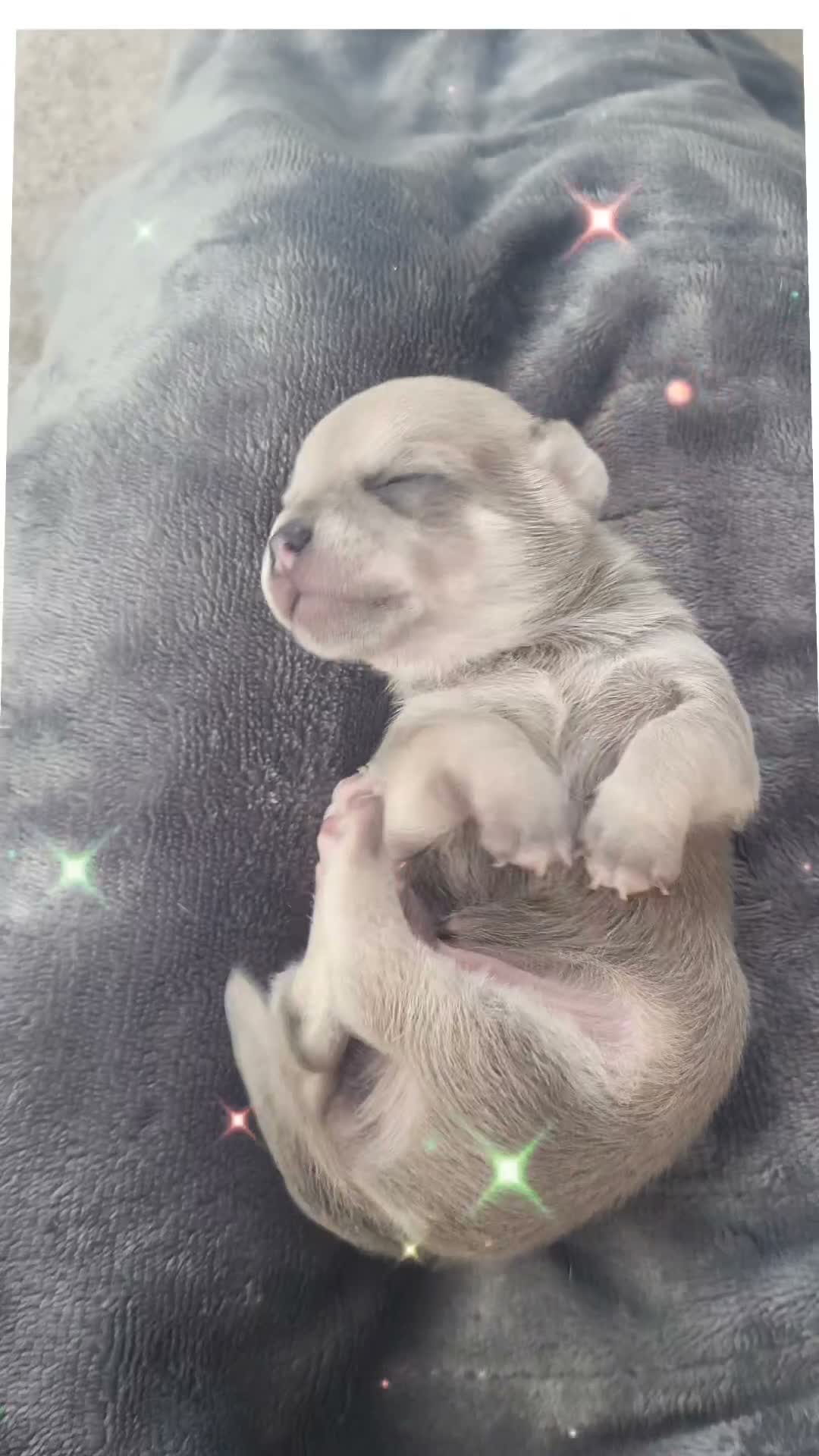 Chihuahua dogs for sale: Stunning puppies - Video 2